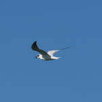 Gull-billed Tern (Gelochelidon nilotica), Alice Springs Sewage Ponds © Dorothy Latimer