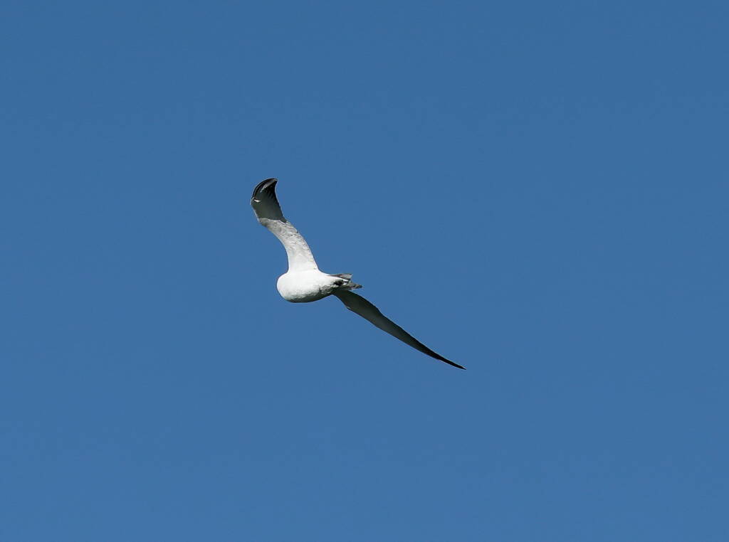 Gull-billed Tern (Gelochelidon nilotica), Alice Springs Sewage Ponds © Dorothy Latimer