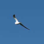 Gull-billed Tern (Gelochelidon nilotica), Alice Springs Sewage Ponds © Dorothy Latimer