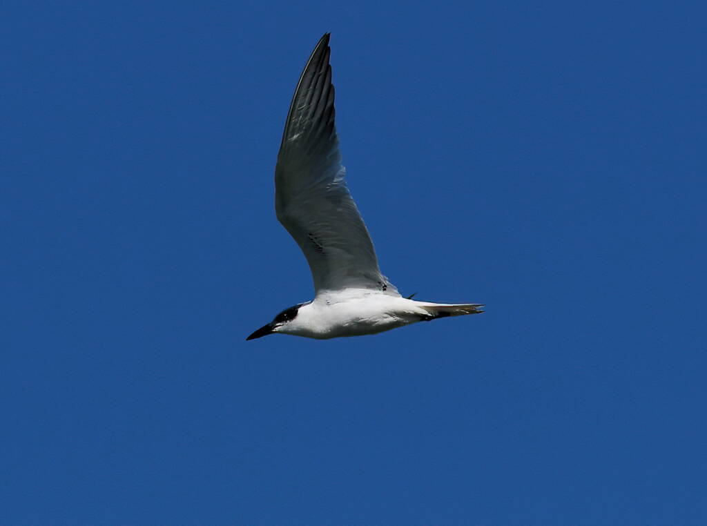 Gull-billed Tern (Gelochelidon nilotica), Alice Springs Sewage Ponds © Dorothy Latimer
