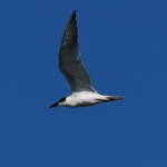 Gull-billed Tern (Gelochelidon nilotica), Alice Springs Sewage Ponds © Dorothy Latimer