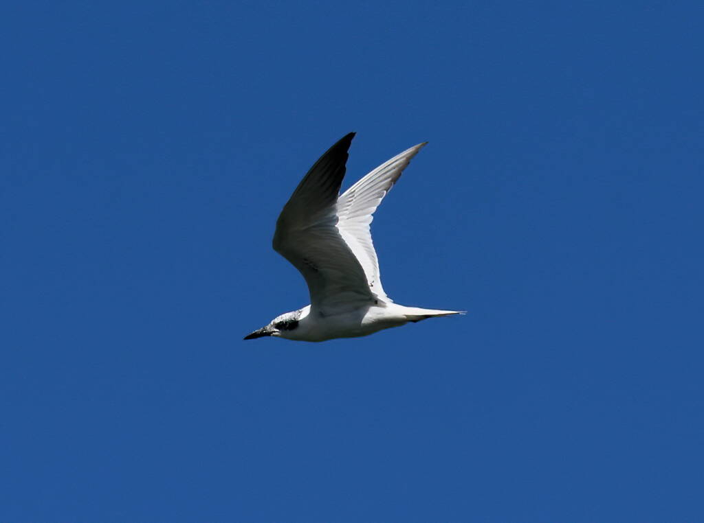 Gull-billed Tern (Gelochelidon nilotica), Alice Springs Sewage Ponds © Dorothy Latimer