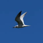 Gull-billed Tern (Gelochelidon nilotica), Alice Springs Sewage Ponds © Dorothy Latimer