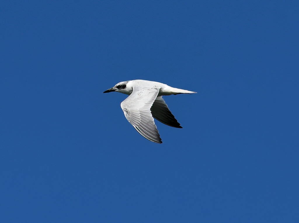 Gull-billed Tern (Gelochelidon nilotica), Alice Springs Sewage Ponds © Dorothy Latimer