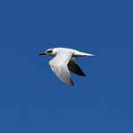 Gull-billed Tern (Gelochelidon nilotica), Alice Springs Sewage Ponds © Dorothy Latimer