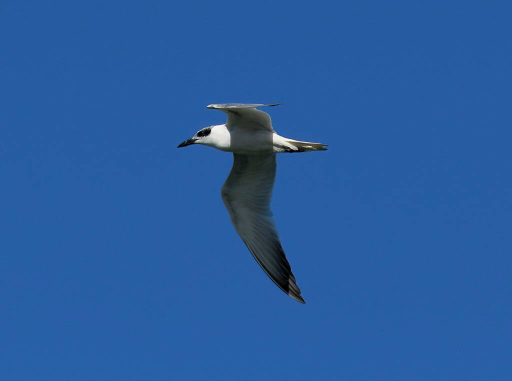 Gull-billed Tern (Gelochelidon nilotica), Alice Springs Sewage Ponds © Dorothy Latimer