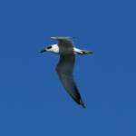 Gull-billed Tern (Gelochelidon nilotica), Alice Springs Sewage Ponds © Dorothy Latimer