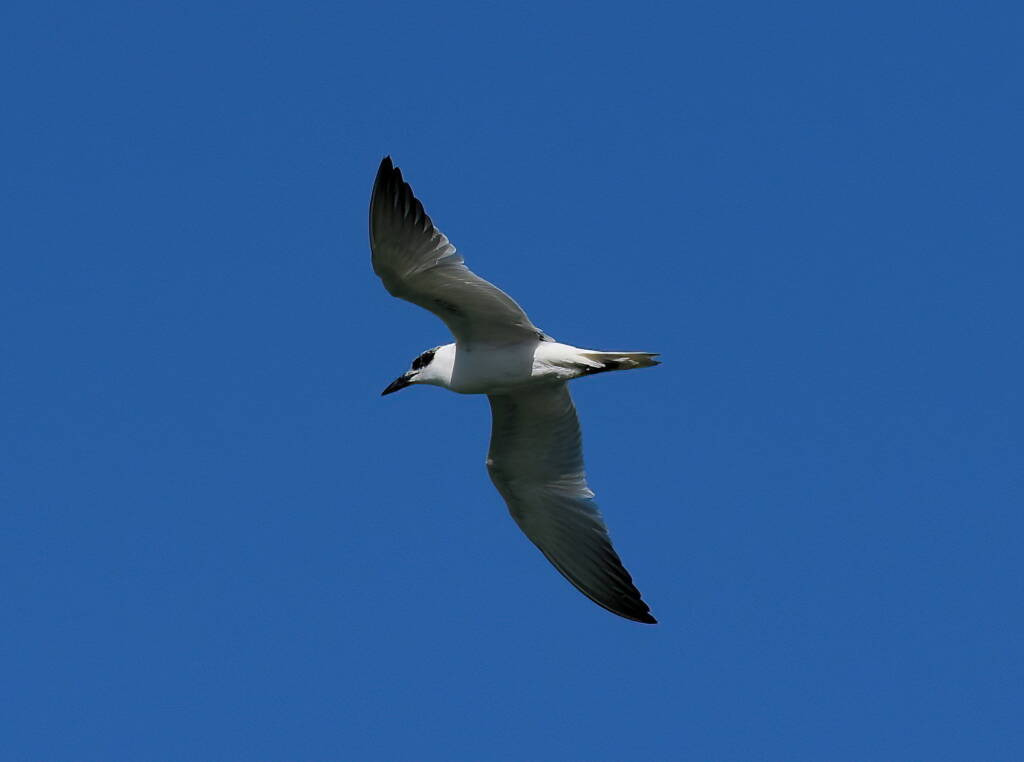 Gull-billed Tern (Gelochelidon nilotica), Alice Springs Sewage Ponds © Dorothy Latimer
