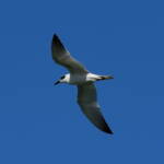 Gull-billed Tern (Gelochelidon nilotica), Alice Springs Sewage Ponds © Dorothy Latimer