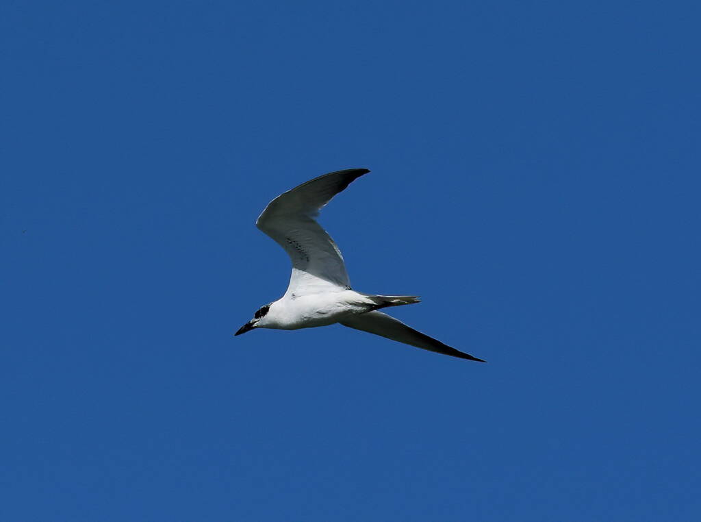 Gull-billed Tern (Gelochelidon nilotica), Alice Springs Sewage Ponds © Dorothy Latimer