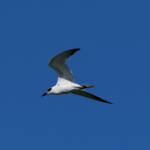 Gull-billed Tern (Gelochelidon nilotica), Alice Springs Sewage Ponds © Dorothy Latimer