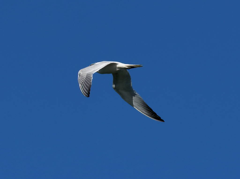 Gull-billed Tern (Gelochelidon nilotica), Alice Springs Sewage Ponds © Dorothy Latimer