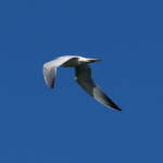 Gull-billed Tern (Gelochelidon nilotica), Alice Springs Sewage Ponds © Dorothy Latimer