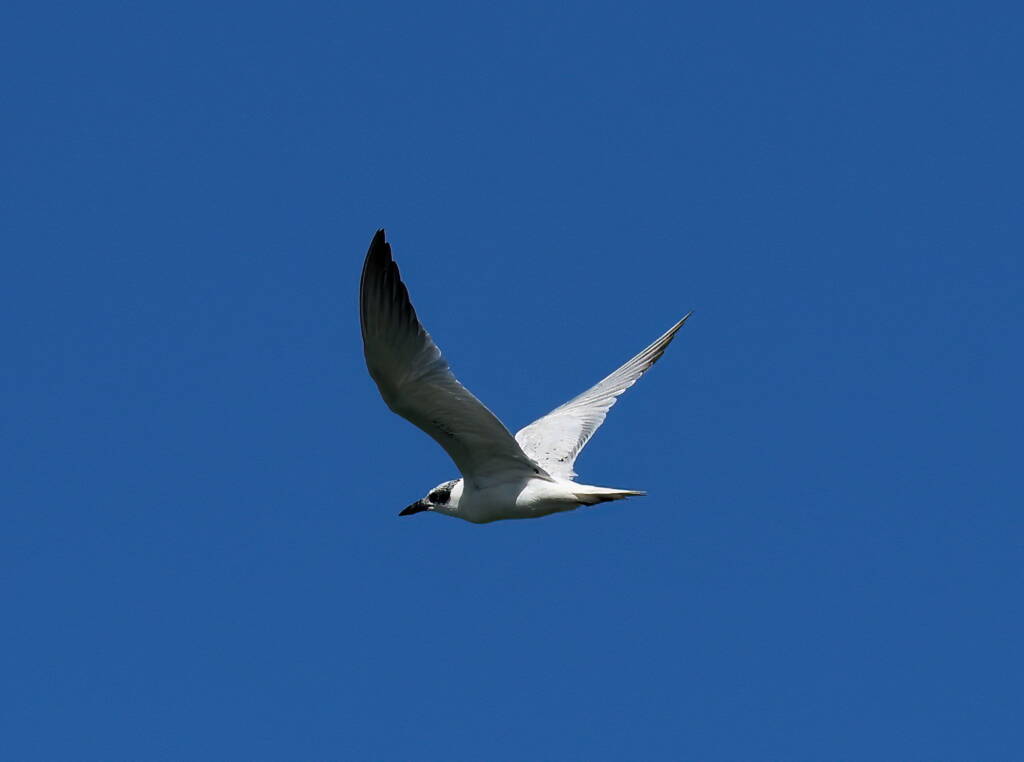 Gull-billed Tern (Gelochelidon nilotica), Alice Springs Sewage Ponds © Dorothy Latimer