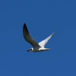 Gull-billed Tern (Gelochelidon nilotica), Alice Springs Sewage Ponds © Dorothy Latimer