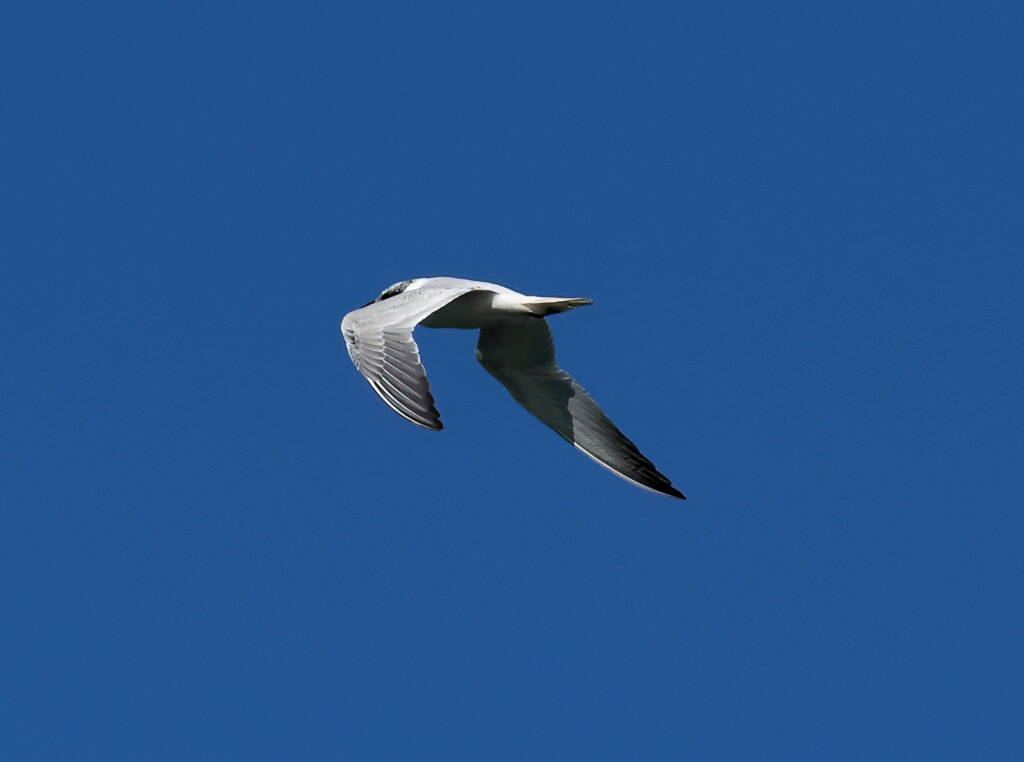 Gull-billed Tern (Gelochelidon nilotica), Alice Springs Sewage Ponds © Dorothy Latimer