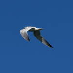 Gull-billed Tern (Gelochelidon nilotica), Alice Springs Sewage Ponds © Dorothy Latimer