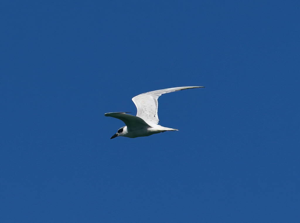 Gull-billed Tern (Gelochelidon nilotica), Alice Springs Sewage Ponds © Dorothy Latimer