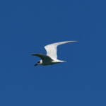 Gull-billed Tern (Gelochelidon nilotica), Alice Springs Sewage Ponds © Dorothy Latimer