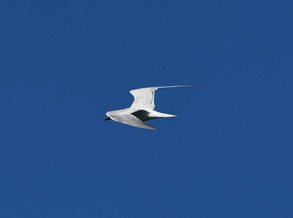 Gull-billed Tern (Gelochelidon nilotica), Alice Springs Sewage Ponds © Dorothy Latimer