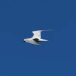 Gull-billed Tern (Gelochelidon nilotica), Alice Springs Sewage Ponds © Dorothy Latimer