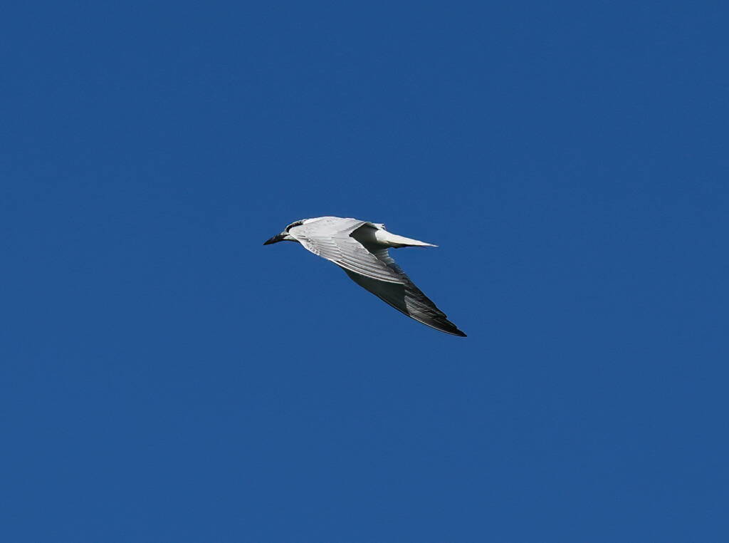 Gull-billed Tern (Gelochelidon nilotica), Alice Springs Sewage Ponds © Dorothy Latimer