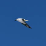 Gull-billed Tern (Gelochelidon nilotica), Alice Springs Sewage Ponds © Dorothy Latimer