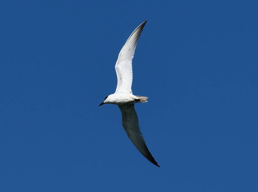 Gull-billed Tern (Gelochelidon nilotica), Alice Springs Sewage Ponds © Dorothy Latimer