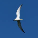 Gull-billed Tern (Gelochelidon nilotica), Alice Springs Sewage Ponds © Dorothy Latimer