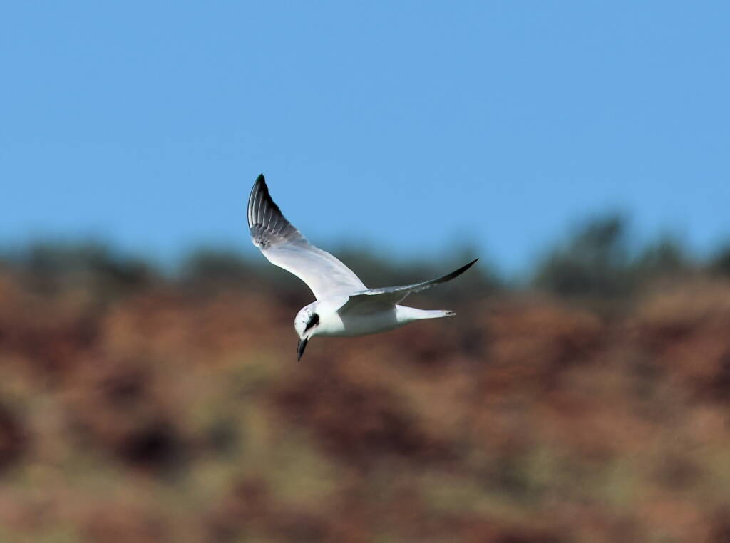 Gull-billed Tern (Gelochelidon nilotica), Alice Springs Sewage Ponds © Dorothy Latimer