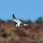 Gull-billed Tern (Gelochelidon nilotica), Alice Springs Sewage Ponds © Dorothy Latimer