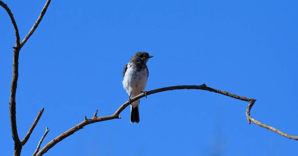 Hooded Robin (Melanodryas cucullata), Kunoth Bore NT © Dorothy Latimer