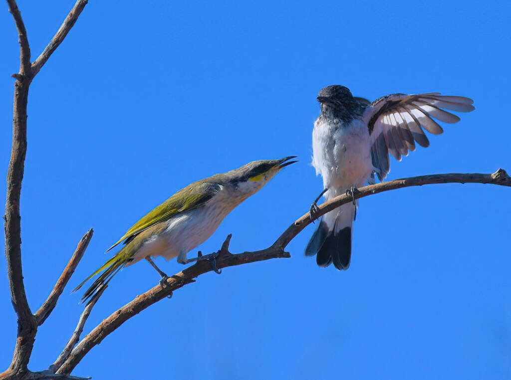 Singing Honeyeater (Gavicalis virescens) and Hooded Robin (Melanodryas cucullata), Kunoth Bore NT © Dorothy Latimer