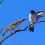 Singing Honeyeater (Gavicalis virescens) and Hooded Robin (Melanodryas cucullata), Kunoth Bore NT © Dorothy Latimer