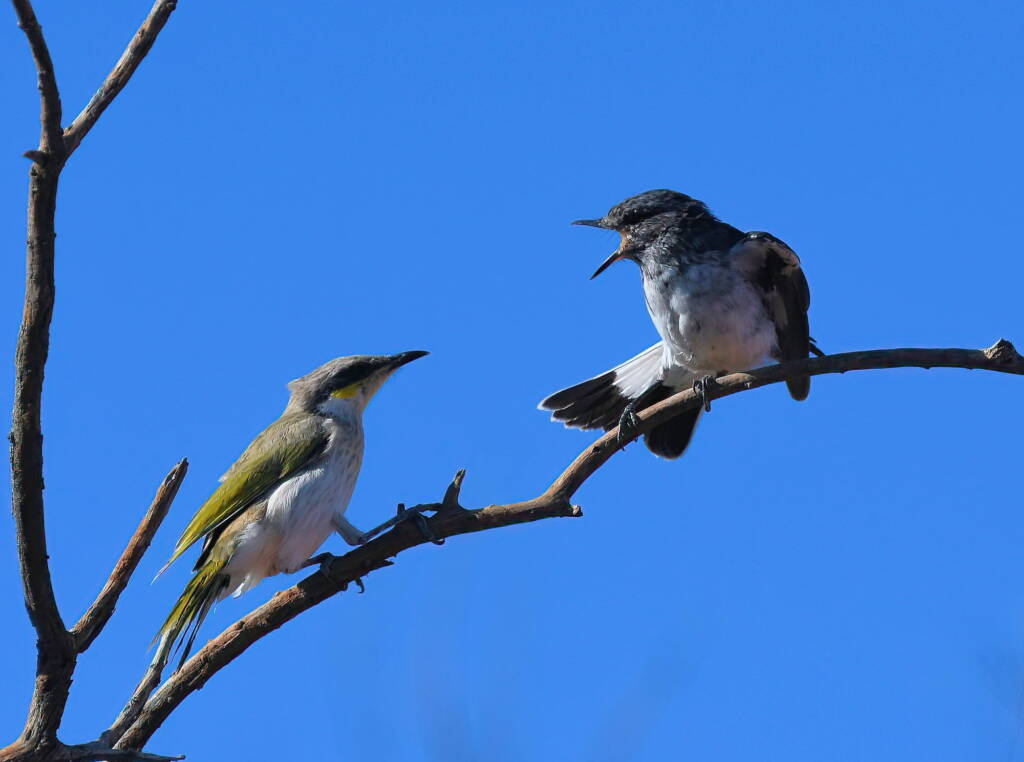 Singing Honeyeater (Gavicalis virescens) and Hooded Robin (Melanodryas cucullata), Alice Springs NT © Dorothy Latimer