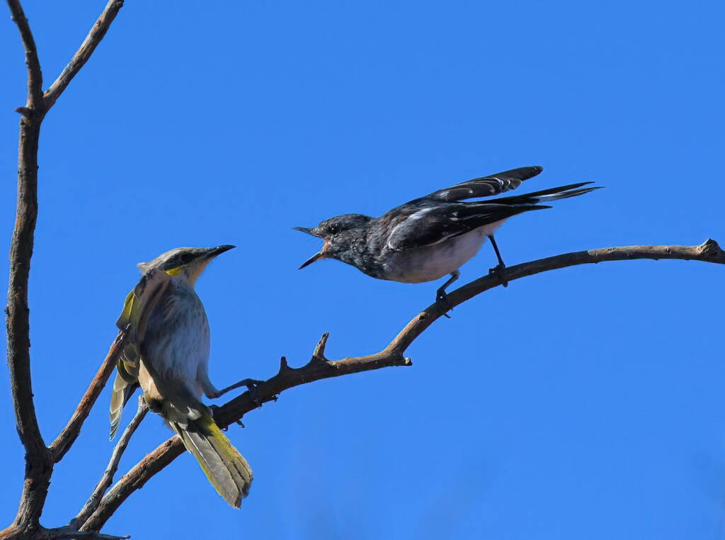 Singing Honeyeater (Gavicalis virescens) and Hooded Robin (Melanodryas cucullata), Alice Springs NT © Dorothy Latimer
