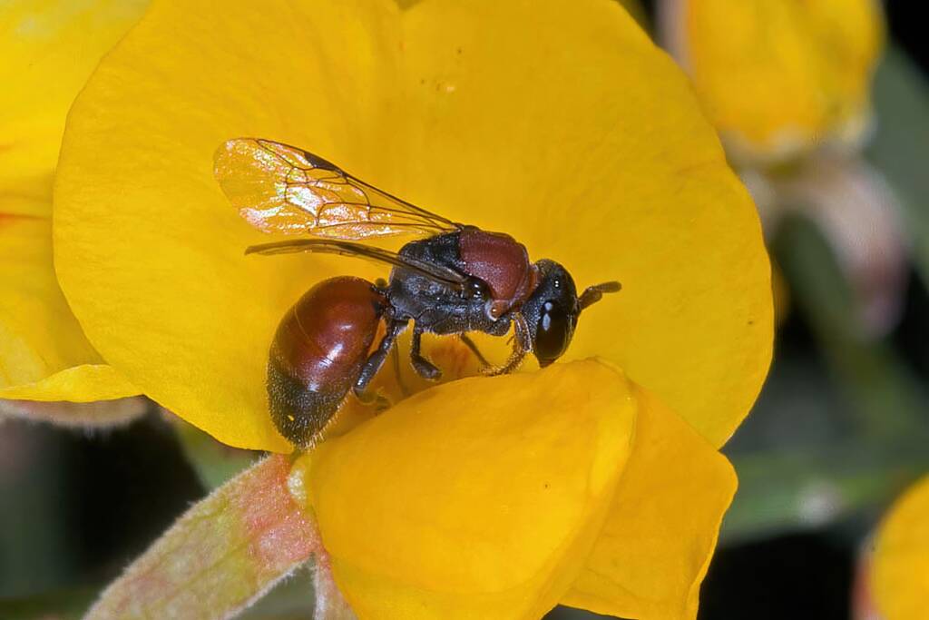 Hylaeus (Rhodohylaeus) proximus on Eggs and Bacon (bee is 5.5 mm), Ballandean QLD © Marc Newman