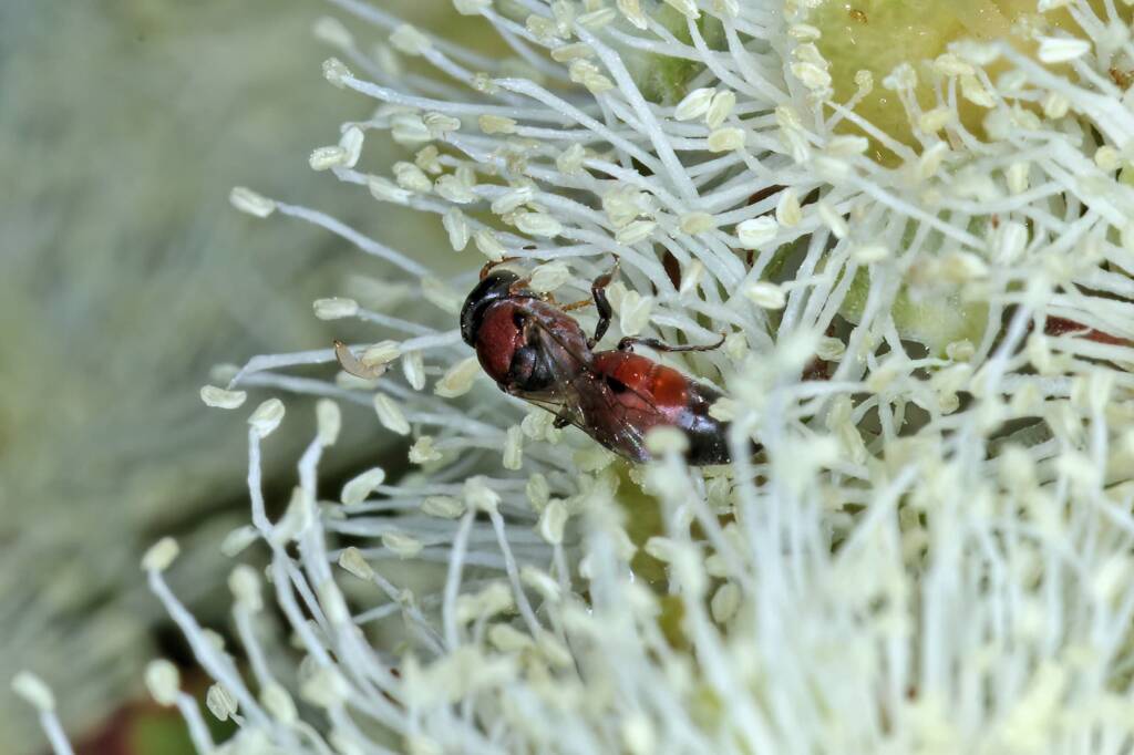 Hylaeus (Rhodohylaeus) proximus on Angophora floribunda, Greenlands QLD © Marc Newman