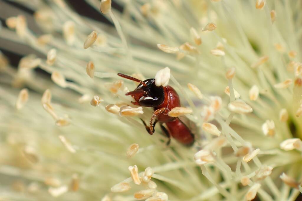 Hylaeus (Rhodohylaeus) proximus, Geraldton, Midwest WA © Gary Taylor