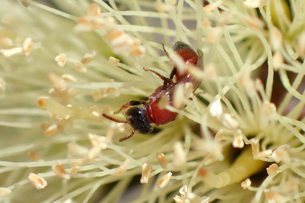 Hylaeus (Rhodohylaeus) proximus, Geraldton, Midwest WA © Gary Taylor