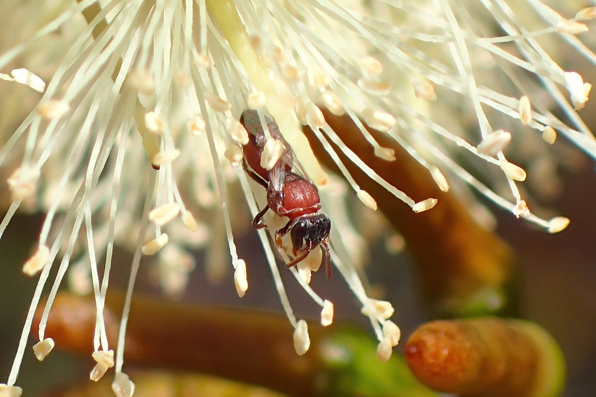 she seems to favour the Eucalypts…