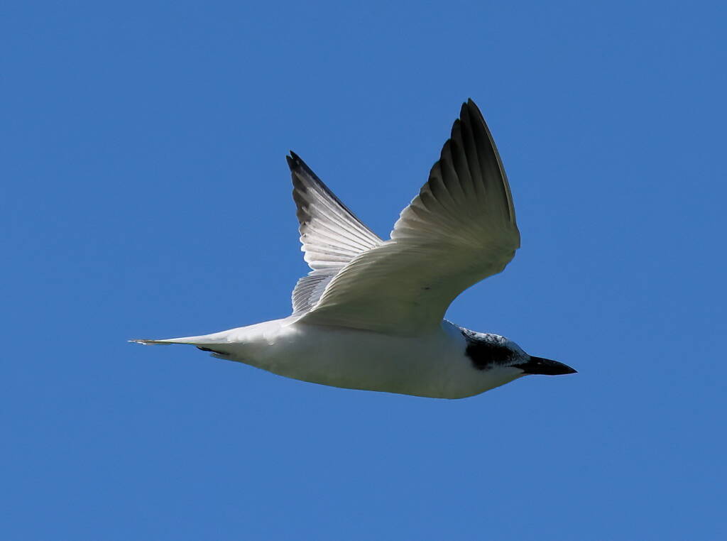 Gull-billed Tern (Gelochelidon nilotica), Alice Springs Sewage Ponds © Dorothy Latimer