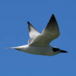 Gull-billed Tern (Gelochelidon nilotica), Alice Springs Sewage Ponds © Dorothy Latimer