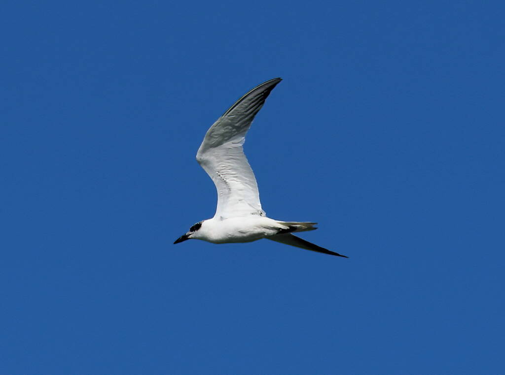 Gull-billed Tern (Gelochelidon nilotica), Alice Springs Sewage Ponds © Dorothy Latimer