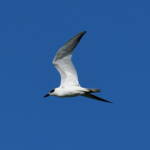 Gull-billed Tern (Gelochelidon nilotica), Alice Springs Sewage Ponds © Dorothy Latimer
