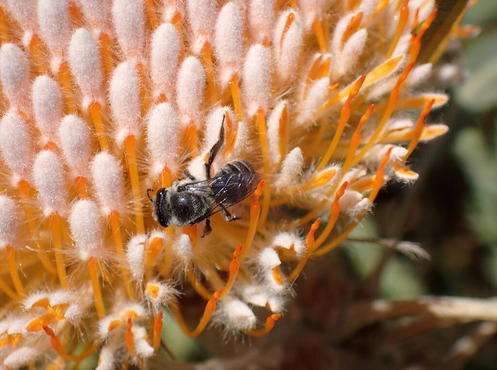 Leioproctus excubitor, Midwest WA © Gary Taylor