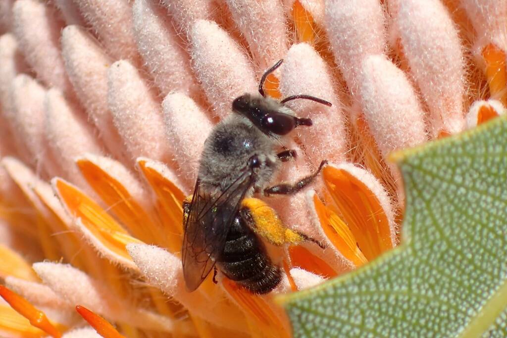 Leioproctus excubitor, Midwest WA © Gary Taylor