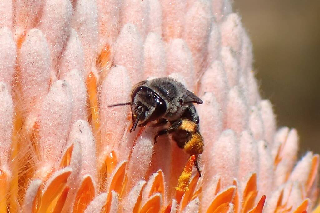 Leioproctus excubitor, Midwest WA © Gary Taylor