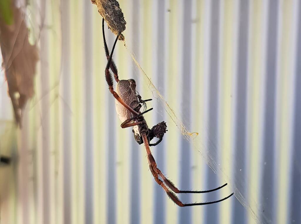 Male (sexual advance) taking advantage of the female Golden Orb-weaver Spider preoccupied with eating.