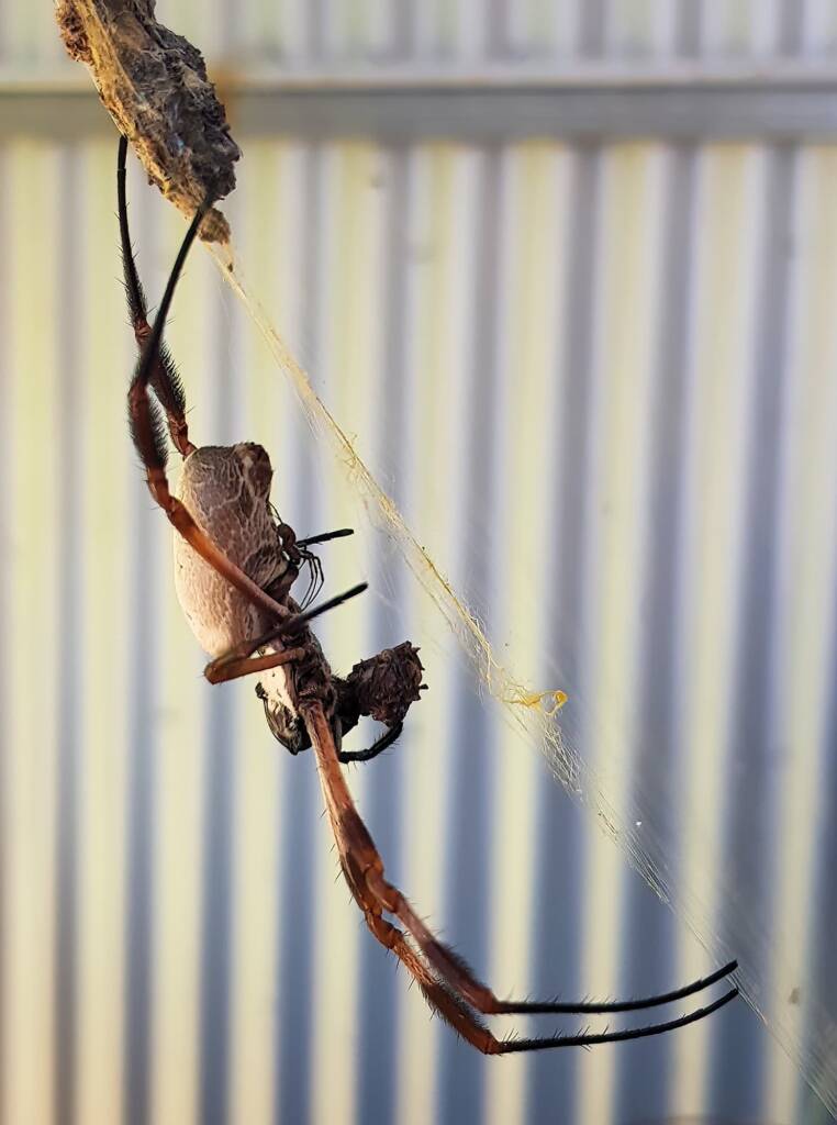 Male (sexual advance) taking advantage of the female Golden Orb-weaver Spider preoccupied with eating.